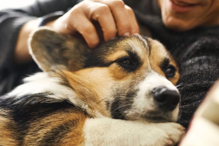 pet custody in divorce proceedings